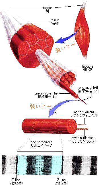 急な 痛み 疲れに効果 トリガーポイントと筋膜アプローチ 青山 外苑前でマッサージ 鍼 コンディショニングならkj北青山治療院